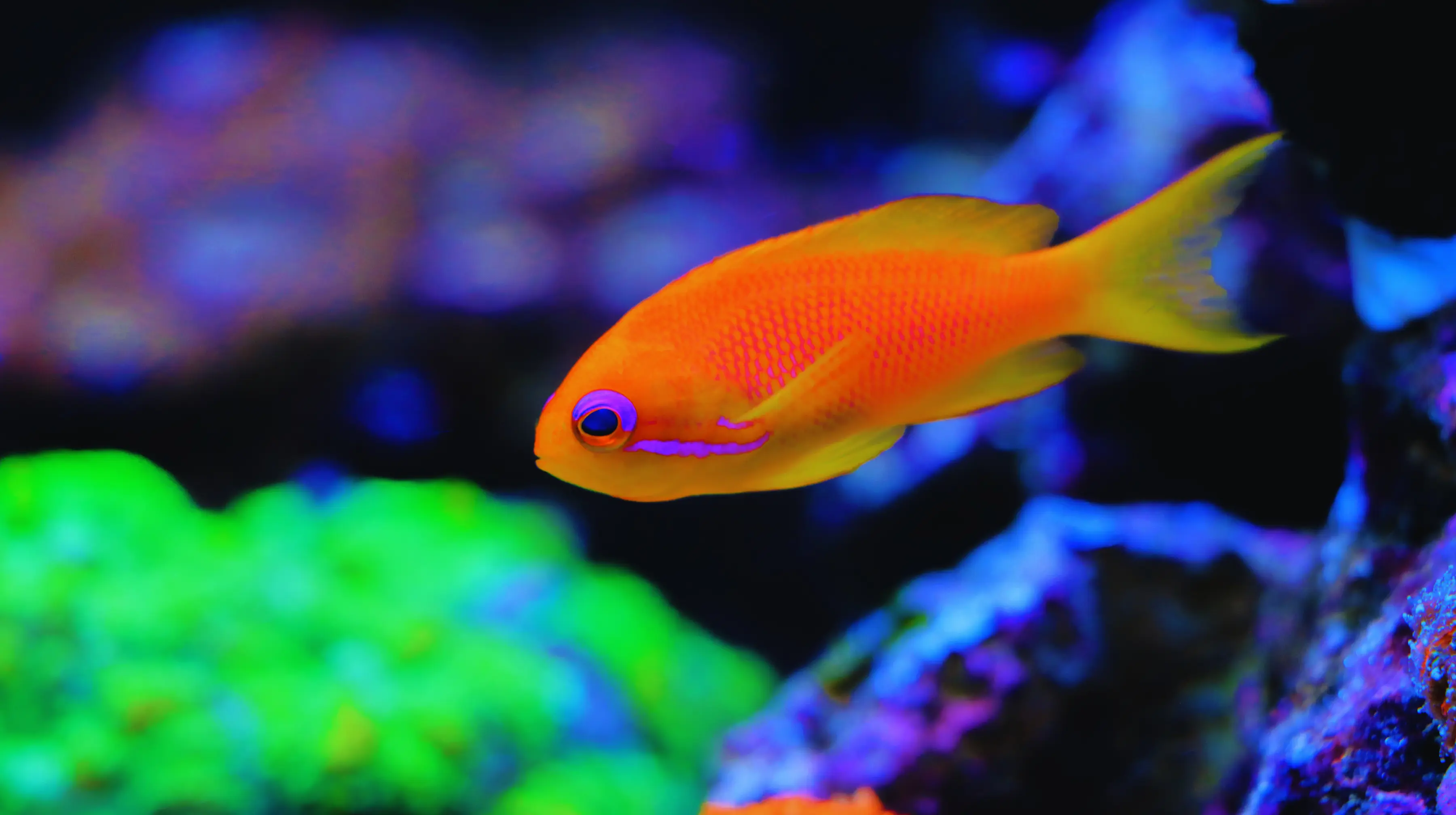 Pseudanthias Squamipinnis