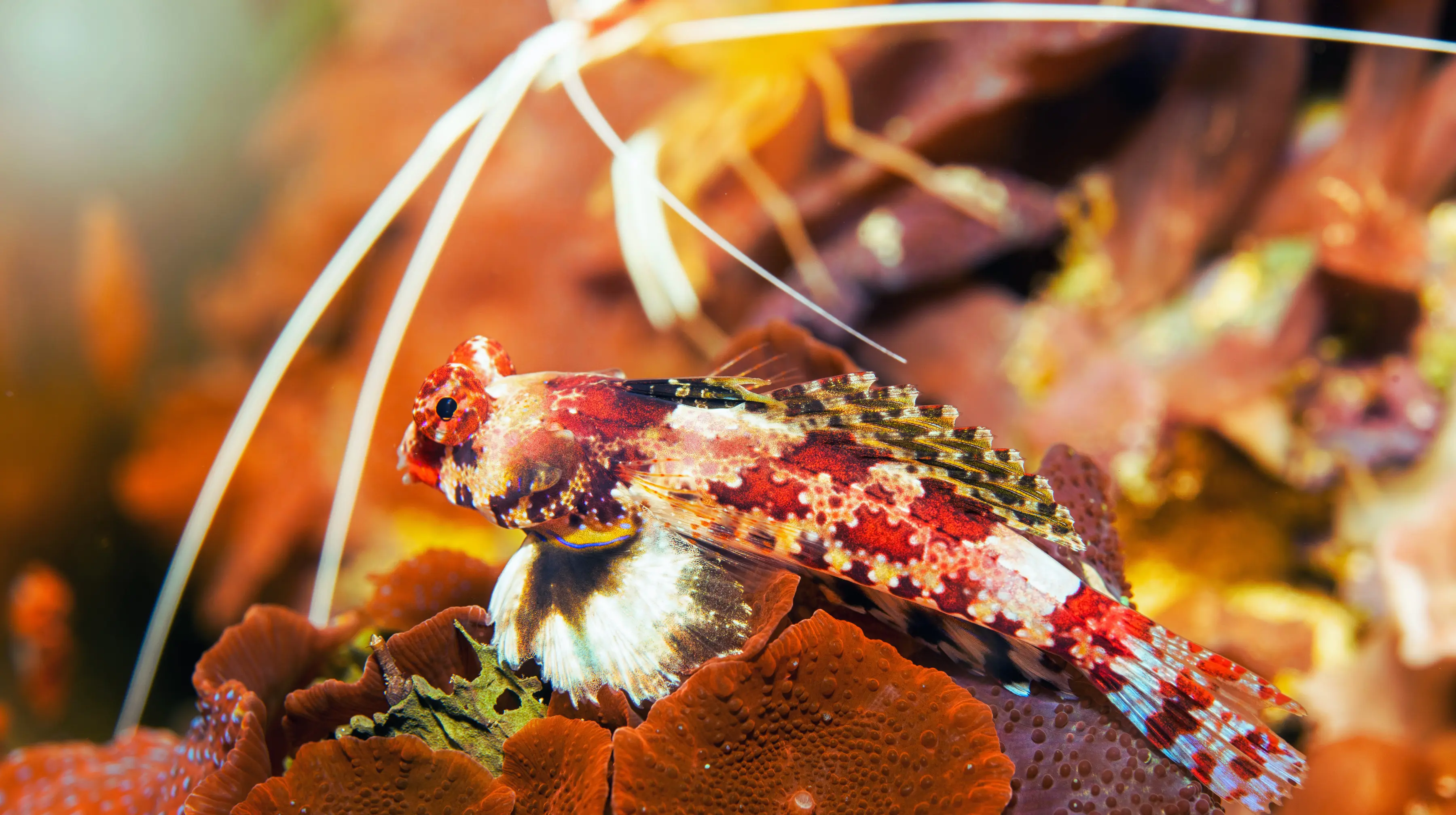 Red Scooter Dragonet