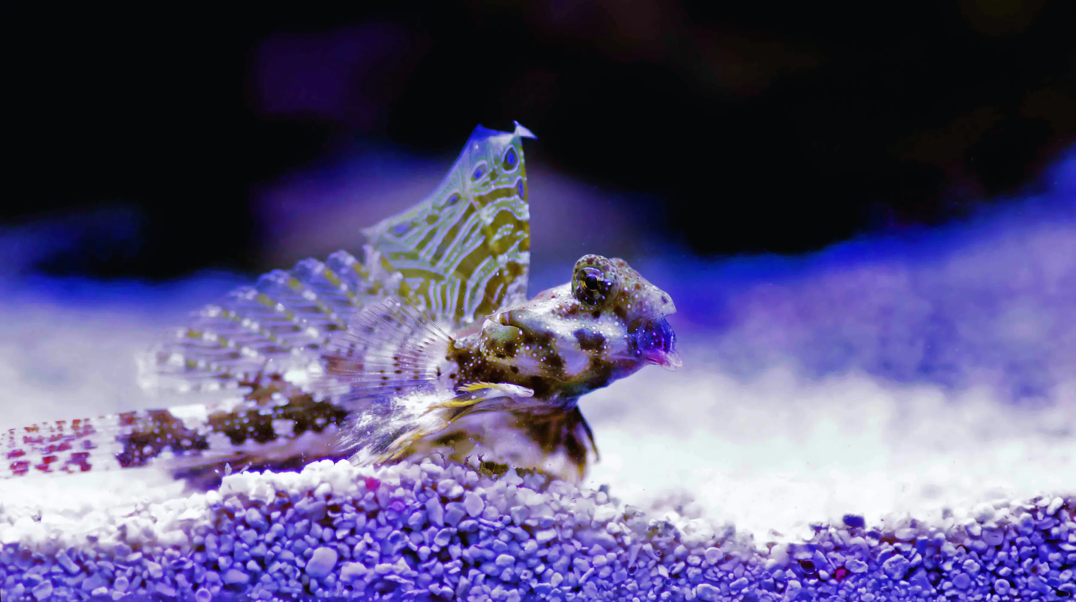 Scooter Blenny