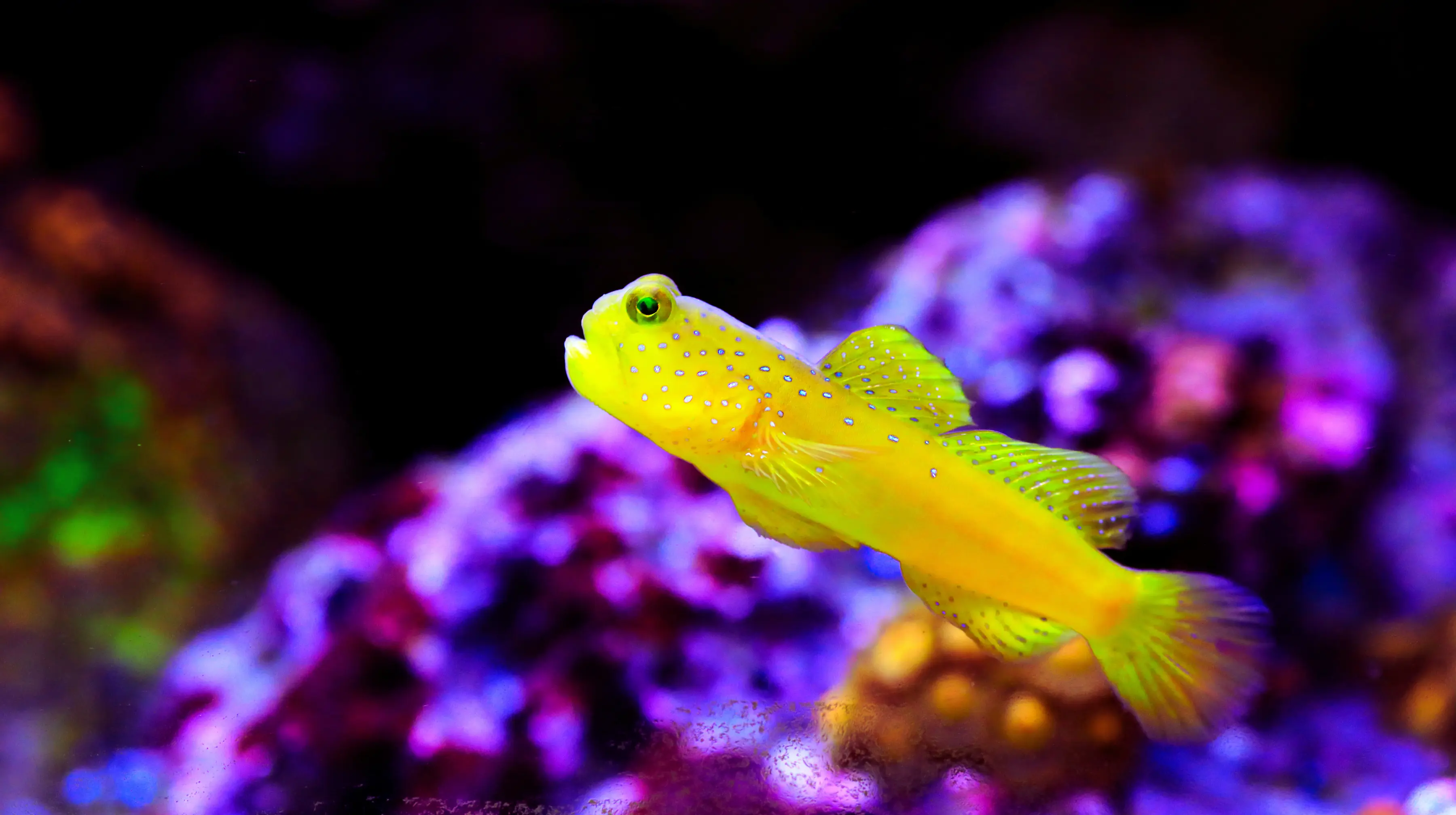 Spotted Watchman Goby