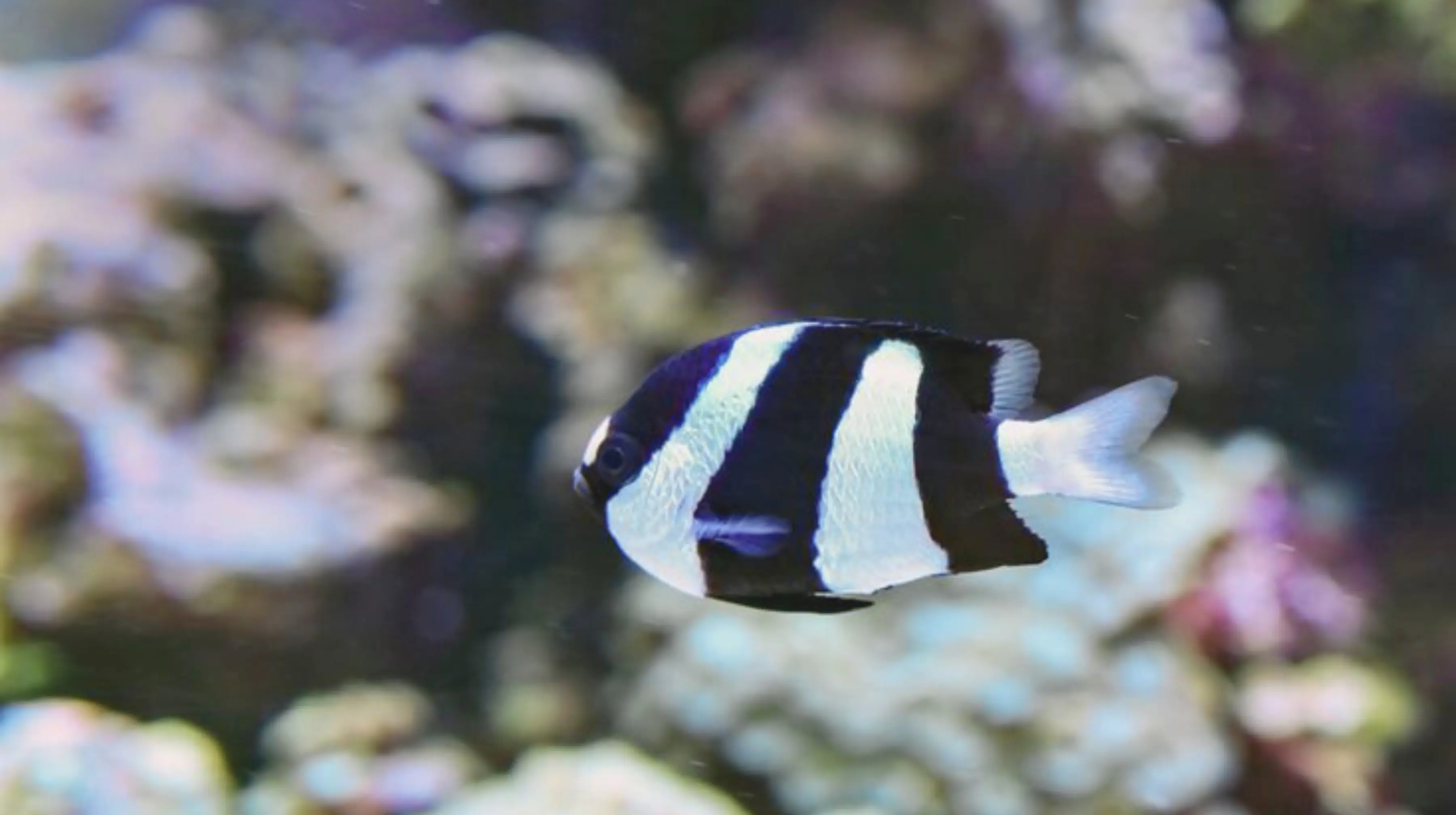 Striped Damselfish