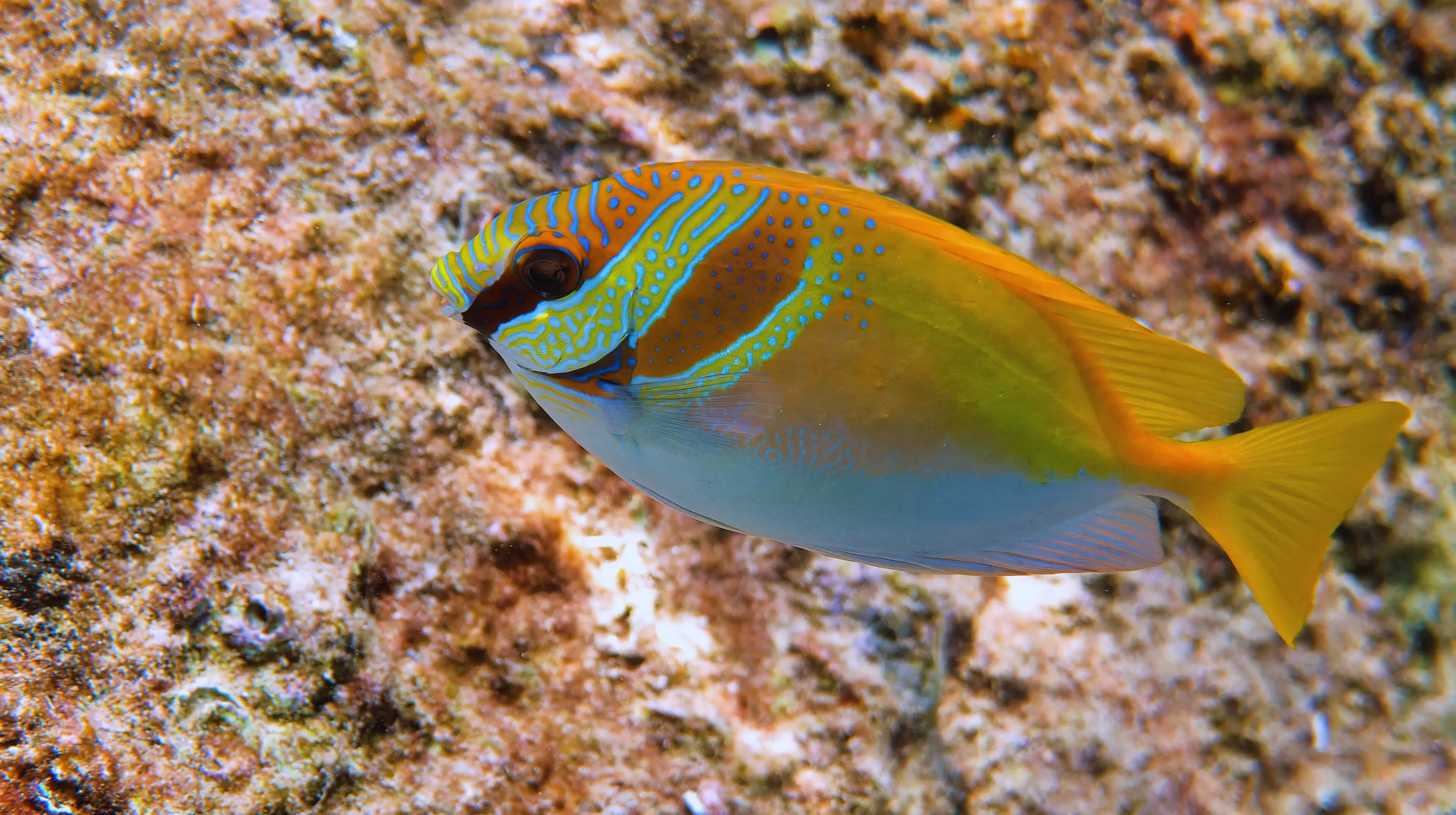 Two Barred Rabbitfish