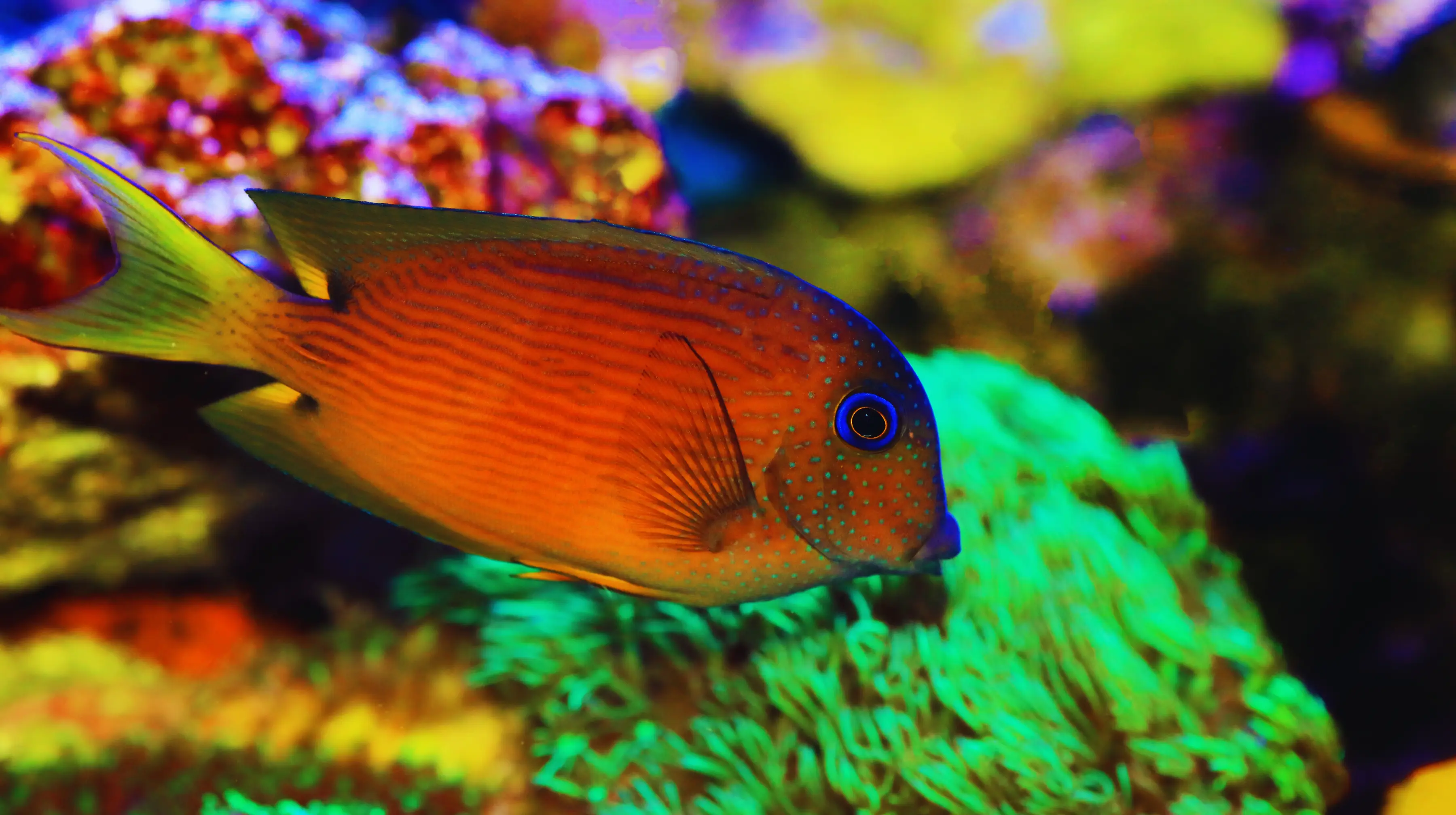 Two Spot Bristletooth Tang