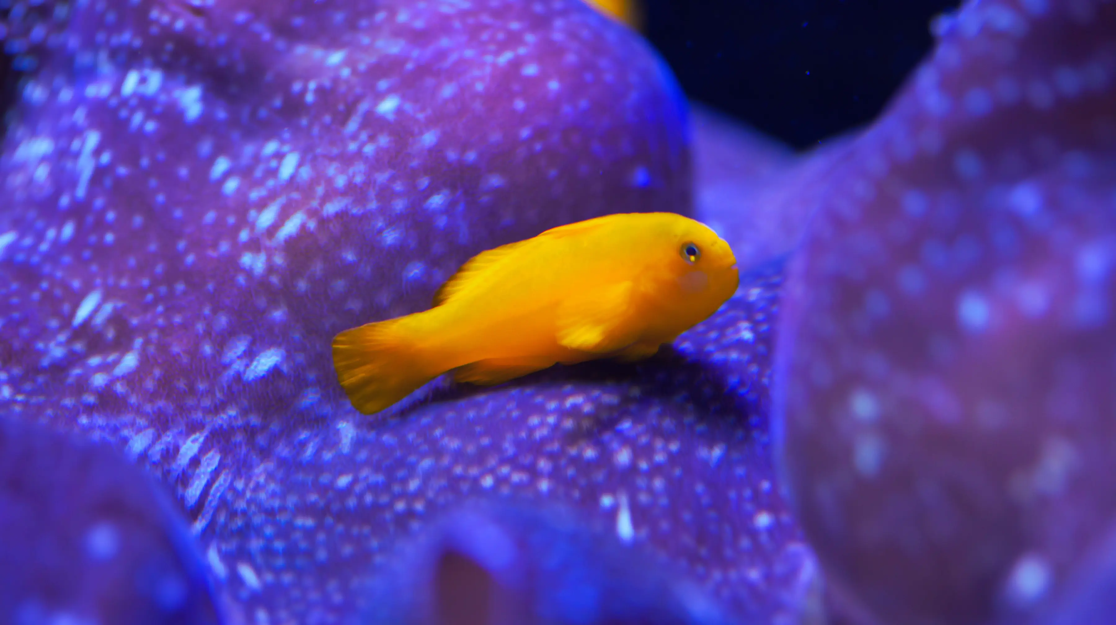 Yellow Clown Goby