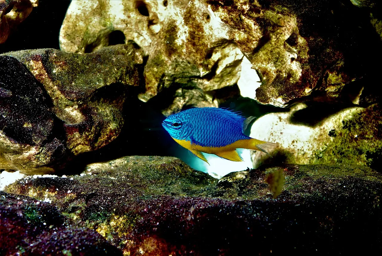 Kupang Damselfish