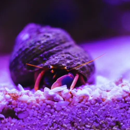 aquarium installation